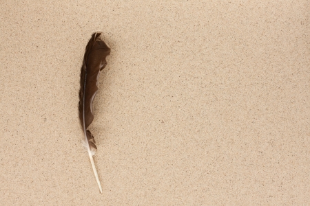 Bird feather lies sand, can be used as background with space for textの写真素材