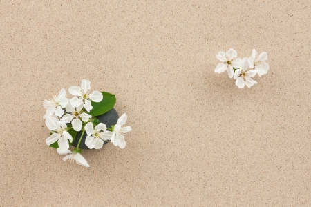 Flower growing out of stone and sand  concept の写真素材