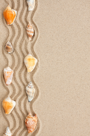Stripe of seashells lying on the sand with space for textの写真素材