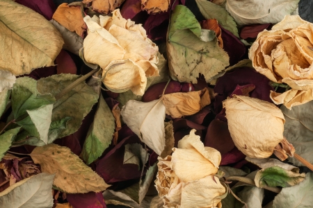 Background of dried roses, leaves and petalsの写真素材