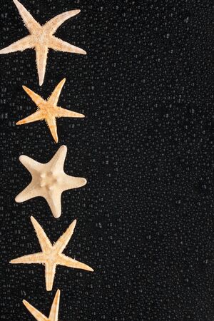 Sea stars lie in a row with place for your textの写真素材