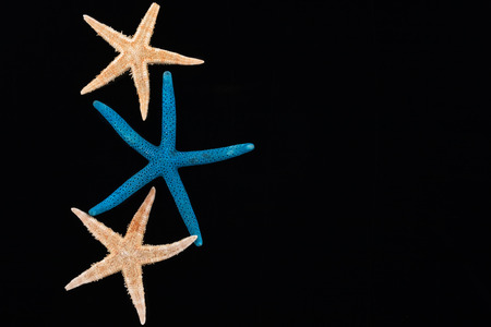 Sea stars lie in a row with place for your textの写真素材