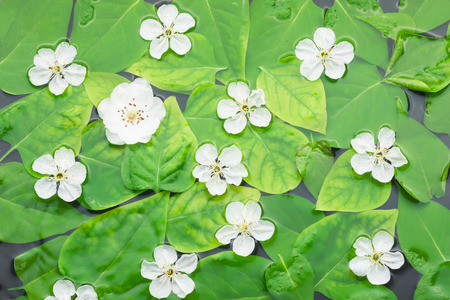  Flowers on the leaves in water, can be used as backgroundの写真素材