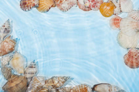 The frame of sea shells in the water, with space for your text の写真素材