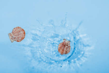 Seashell fall into sea water, can be used as backgroundの写真素材