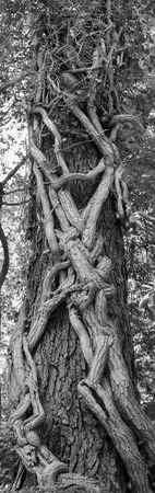 Vertical black and white panorama tree trunk entwined with ivy, can be used as background 