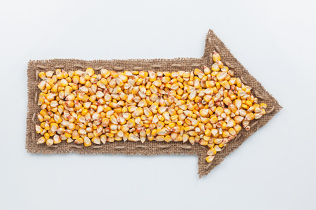 Pointer with corn  grains, on white backgroundの写真素材