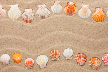 Stripe of sea shells lying on the sand, with space for text