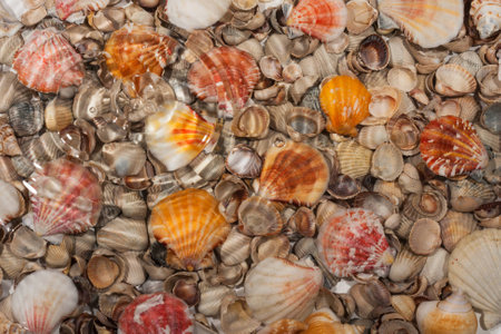 Seashells under water during rain, as backgroundの写真素材