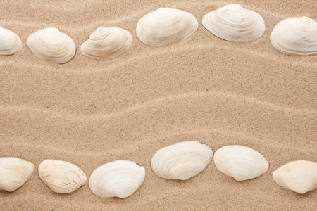 Stripe of sea shells lying on the sand, with space for textの写真素材