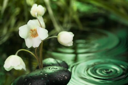 Beautiful white flower among the black stones  in the rain, as backgroundの写真素材