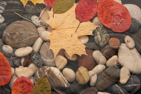 Fallen, beautiful leaves in water in the rain, as background