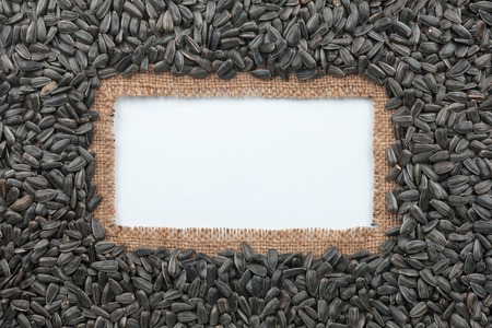 Frame made of burlap and sunflower seeds lies on white background, with place for your creativity, textの写真素材