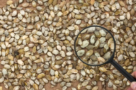 Man studies the pumpkin seeds through a magnifying glass, top viewの写真素材