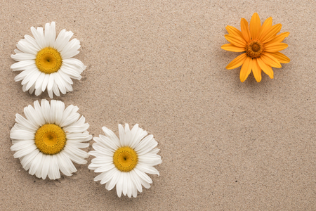 Frame of three white and one yellow daisies on the sand. View from aboveの写真素材