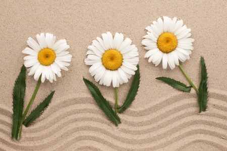 White daisies growing on wavy sand. Concept. View from aboveの写真素材