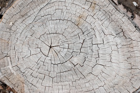 Weathered and cracked old gray tree trunk surface with annual rings close-up as background. View from aboveの写真素材