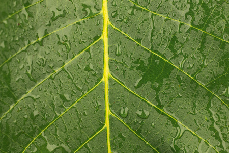 Close-up of a walnut leaf in raindrops. As a background, texture