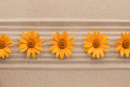 Row of yellow daisies lying on sand lines. Top viewの写真素材