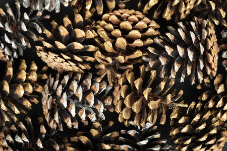 Heap of pine cones close up. Natural background of pine cones. Celebratory background. Top viewの写真素材