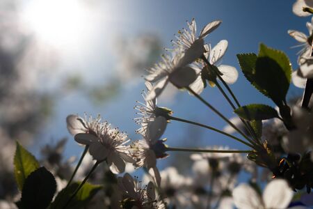 Spring blooming branch of cherry and sunbeam. Spring background with white blossom.の写真素材