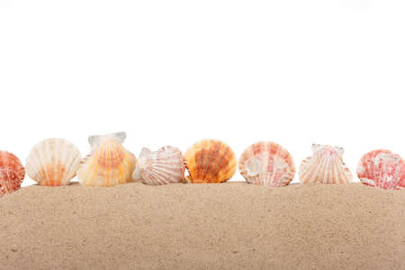 Seashells are sticking out of the sand. Isolated on white background. Beach background