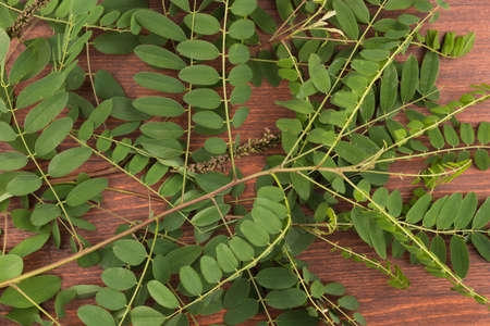 Acacia branches lie on a wooden background. Natural background. Top viewの写真素材