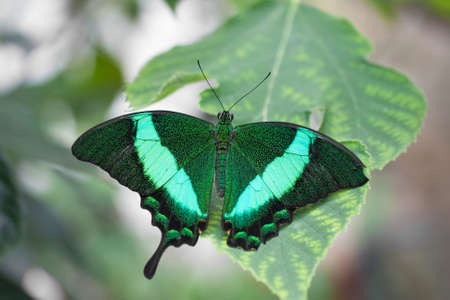 Beautiful green butterfly sitting on a green leaf. Close-upの写真素材