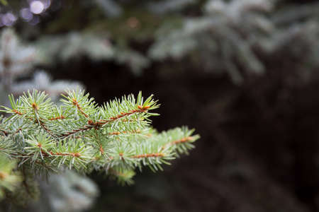 Brightly green prickly branches of a fur-tree or pine. Branches of decorative spruce. Blurred background.の写真素材