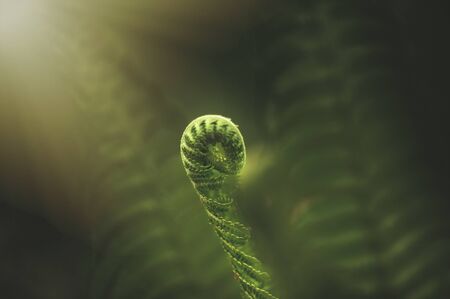 Fern leaf in the forest. Close-upの写真素材