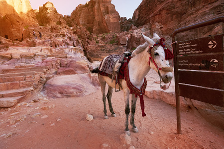 Ancient city of Petra, Jordan. Mule standing next to the entrance signpost.の写真素材