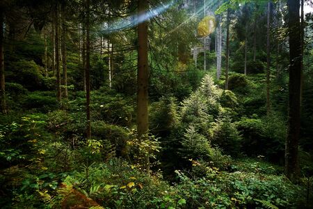 Magic dark forest. Autumn forest scenery with rays of warm light. Mistic forest. Teplickie Rocks...