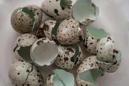 Quail eggshell background. Broken quail eggs texture. Beautiful spotted quail eggshell is blue...