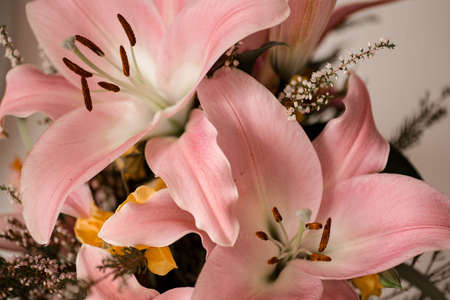 Pink lilies bouquet. Pink blossoming flowers texture. Soft pastel light natural spring background.