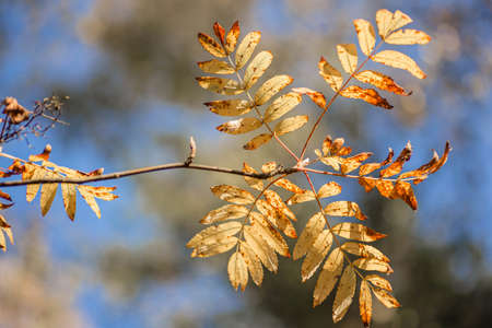 Amazing yellow and orange acacia leaves on the blue sky background. Belarus, Minsk.