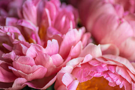 Beautiful pink flower background. Peony close up. Pink petal texture.の写真素材