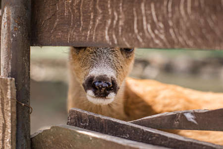 Cute little roe deer looks through a wooden fence. Nature reserve in Zevana Castle, Belarus, Grodno.の写真素材