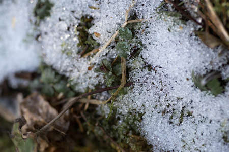 Snow lies on the moss close up. Macro photography of Melting snow in the forest. Details of melted snow crystals on the green mossの写真素材
