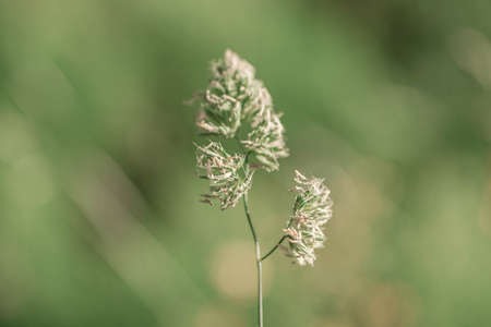 Beautiful Meadow Field with green spikelets close up. Summer natural background. Belarus landscape.の写真素材