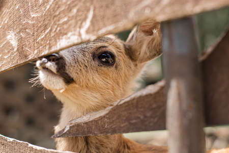 Cute little roe deer looks through a wooden fence. Nature reserve in Zevana Castle, Belarus, Grodno.の写真素材