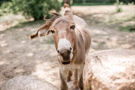 A beautiful donkey looks through the stone wall. Belarus, Grodno, Zevana Castle.の写真素材
