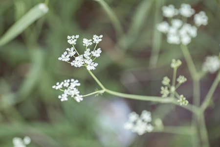 White wild flowers field background. Nature in summer. Achillea Millefolium, White Yarrow, Common...