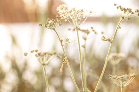 Dragonfly seat at white wild flower at sunset. Wild flowers field background. Nature in summer....