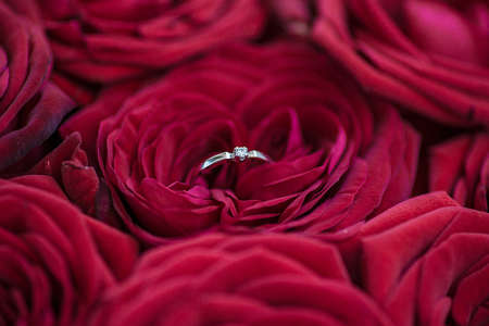 Beautiful engagement ring of white gold with a diamond on the red roses background. Diamond Ring. Wedding Ring.の写真素材