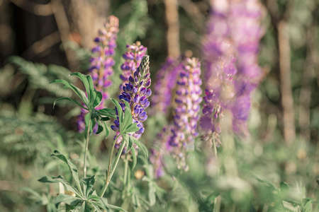 Blooming lupine field at sunlight.  Violet spring and summer flowers on the blurred background. Belarus, Minskの写真素材