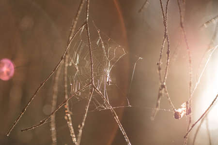Detailed spider web at the sunset light background. Beautiful autumn atmospheric photo. Belarus, Minsk.の写真素材