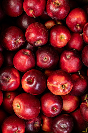 Lots of red apples. Organic, natural, tasty and juicy. Background of apples. High quality photoの写真素材