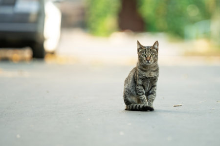 stray cat. homeless street cat  sitting near car wheel and look in cameraの写真素材