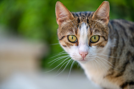 Gray fluffy striped cat sitting at outdoor home. Purebred fur cat  portrait with green eyes looking at camera. photo of cute adorable petの写真素材