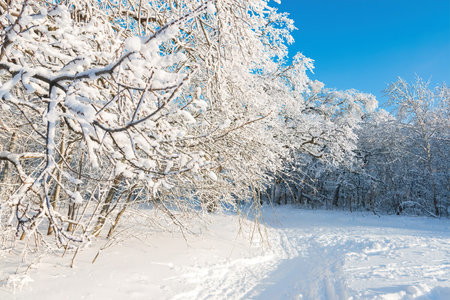 Winter snowy forest Background. Snowy winter forest scenery. Frosty day, calm wintry scene. Ski resort. Great picture of wild areaの写真素材